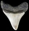 Bargain, Megalodon Tooth - North Carolina #54755-2